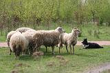BORDER COLLIE - MOUTONS 069